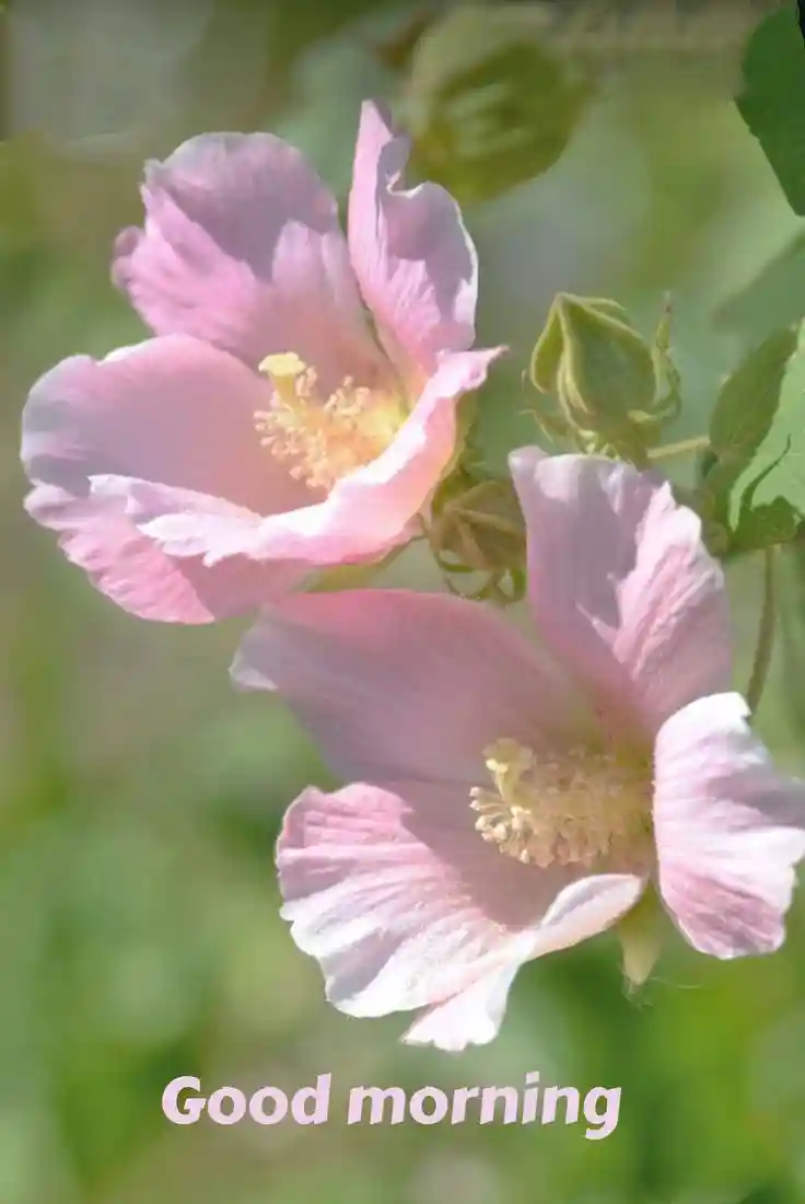 good-morning-pictures