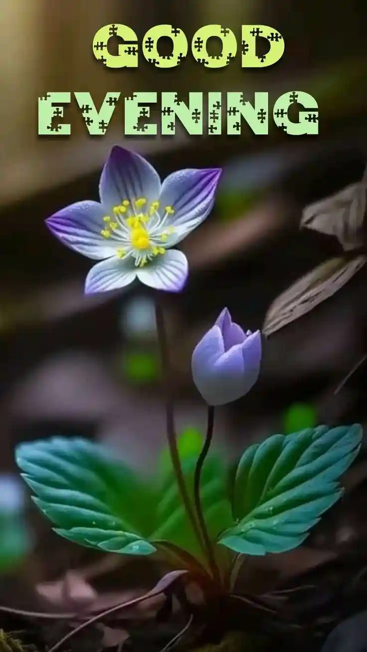 instagram-good-evening-images