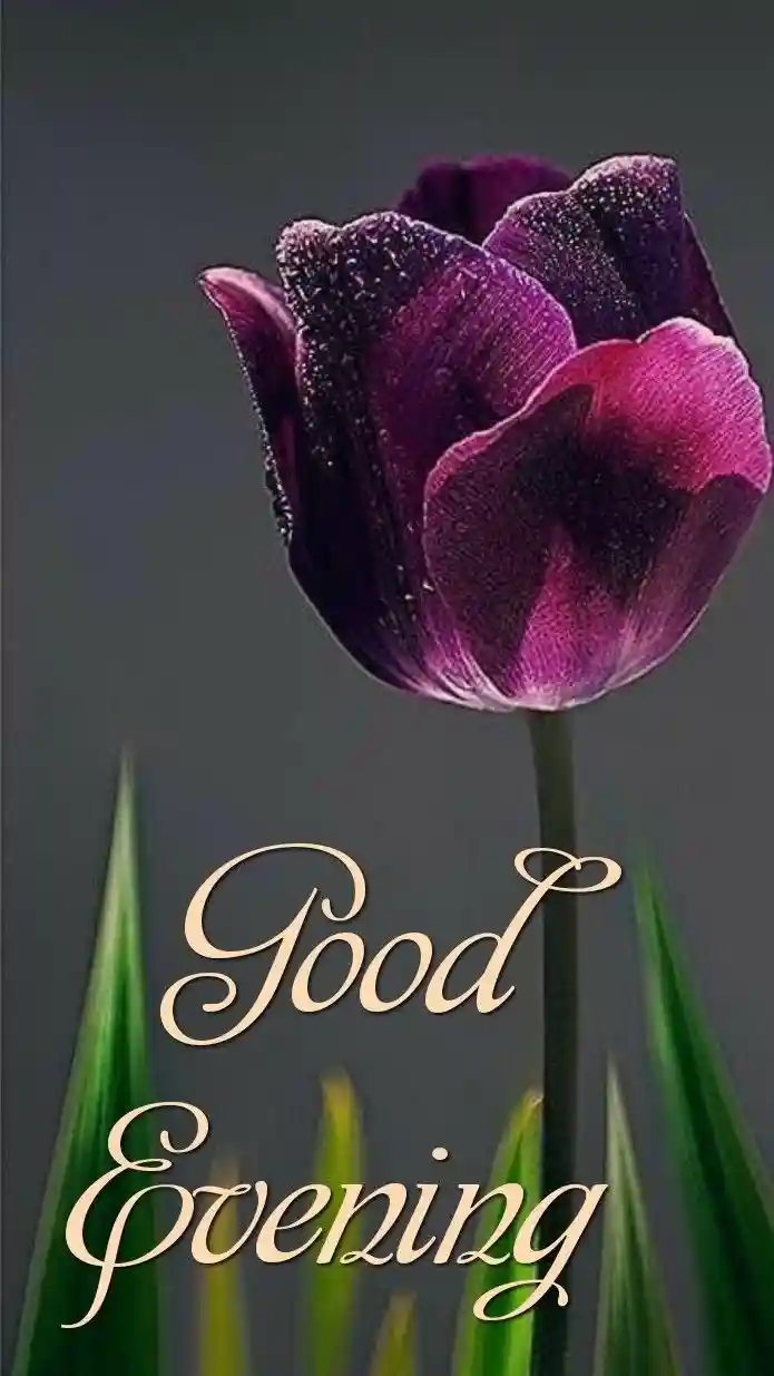 lovely-good-evening-images