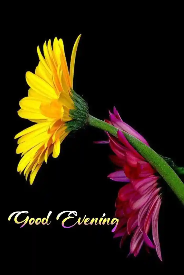 new-good-evening-images