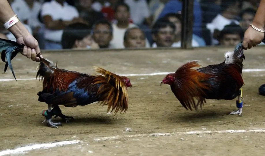 Betting on Cockfighting Made Easy with Go88