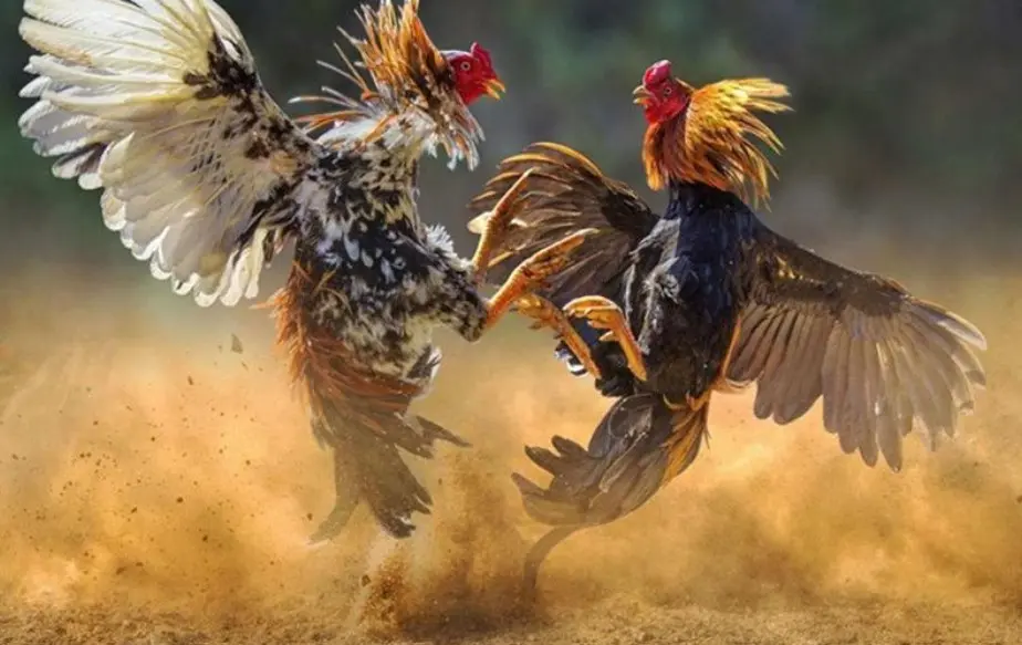 Betting on Cockfighting Made Easy with Go88