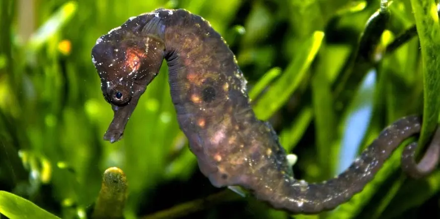 Dreaming about Seahorses, What Number to Play - Decoding Mysterious Things from Dreams