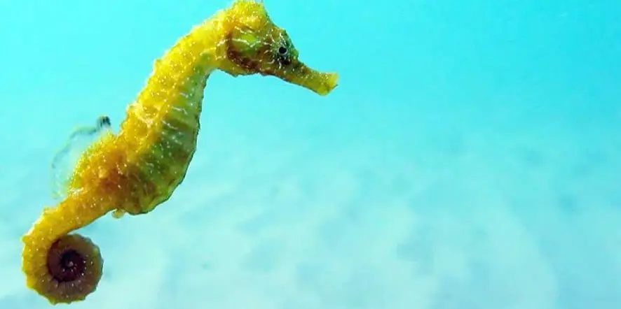 Dreaming about Seahorses, What Number to Play - Decoding Mysterious Things from Dreams