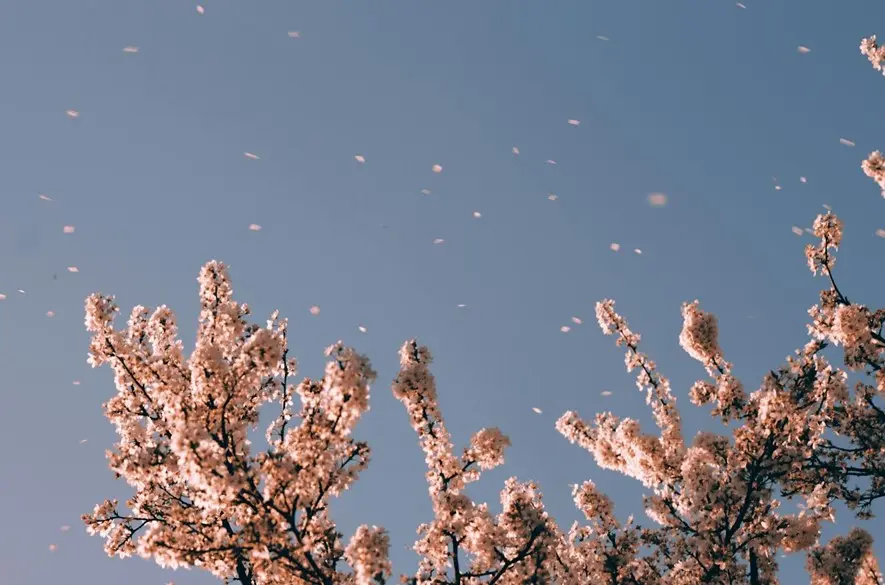 The Strange Science of Smell Why Some Scents Are Irresistible