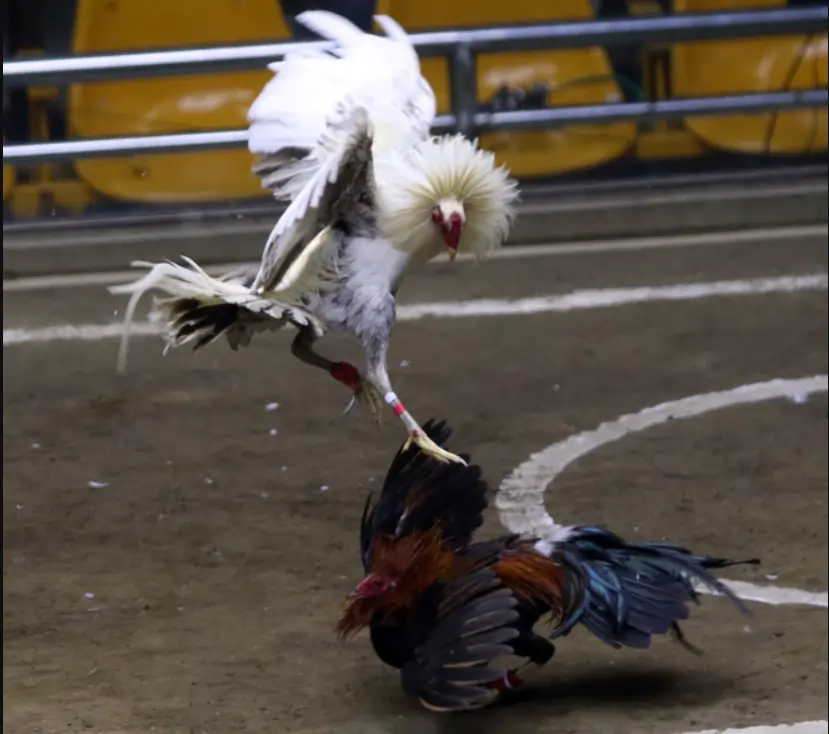 Rules and Regulations in Thomo Cockfighting